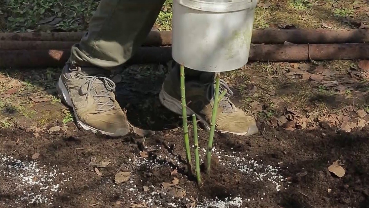 Первая подкормка роз весной: чем кормить до распускания почек