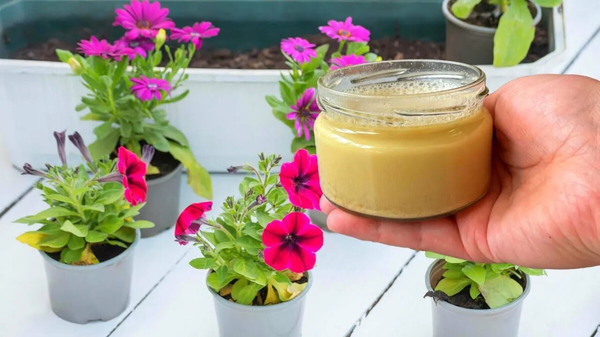 Подкормка дрожжами: работает ли народный метод для комнатных цветов