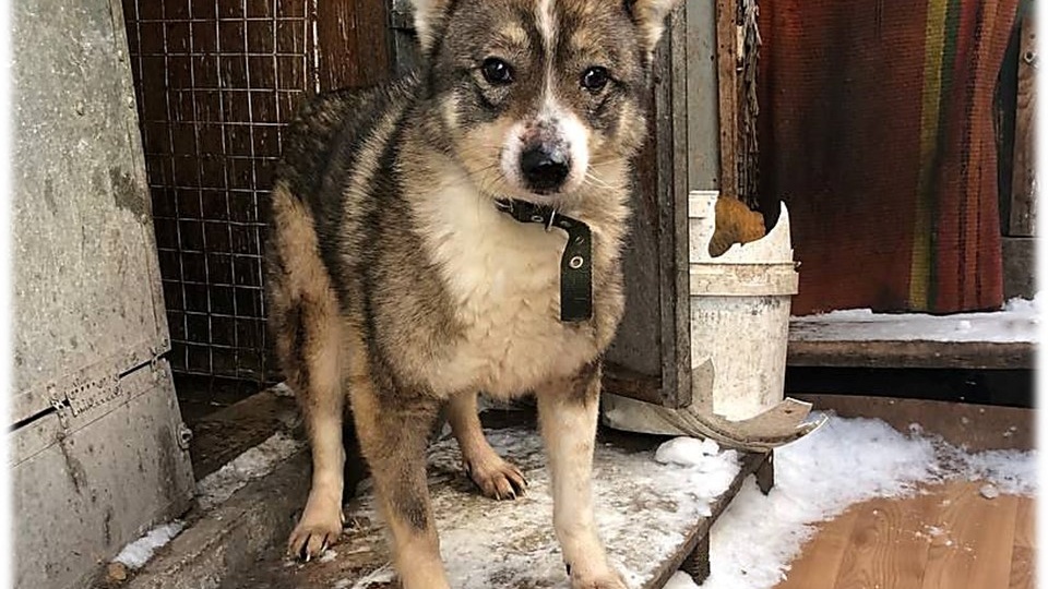 «Я слепая… Но я хочу жить». История Джины, которая верит в чудо 🐕‍🦺❤️