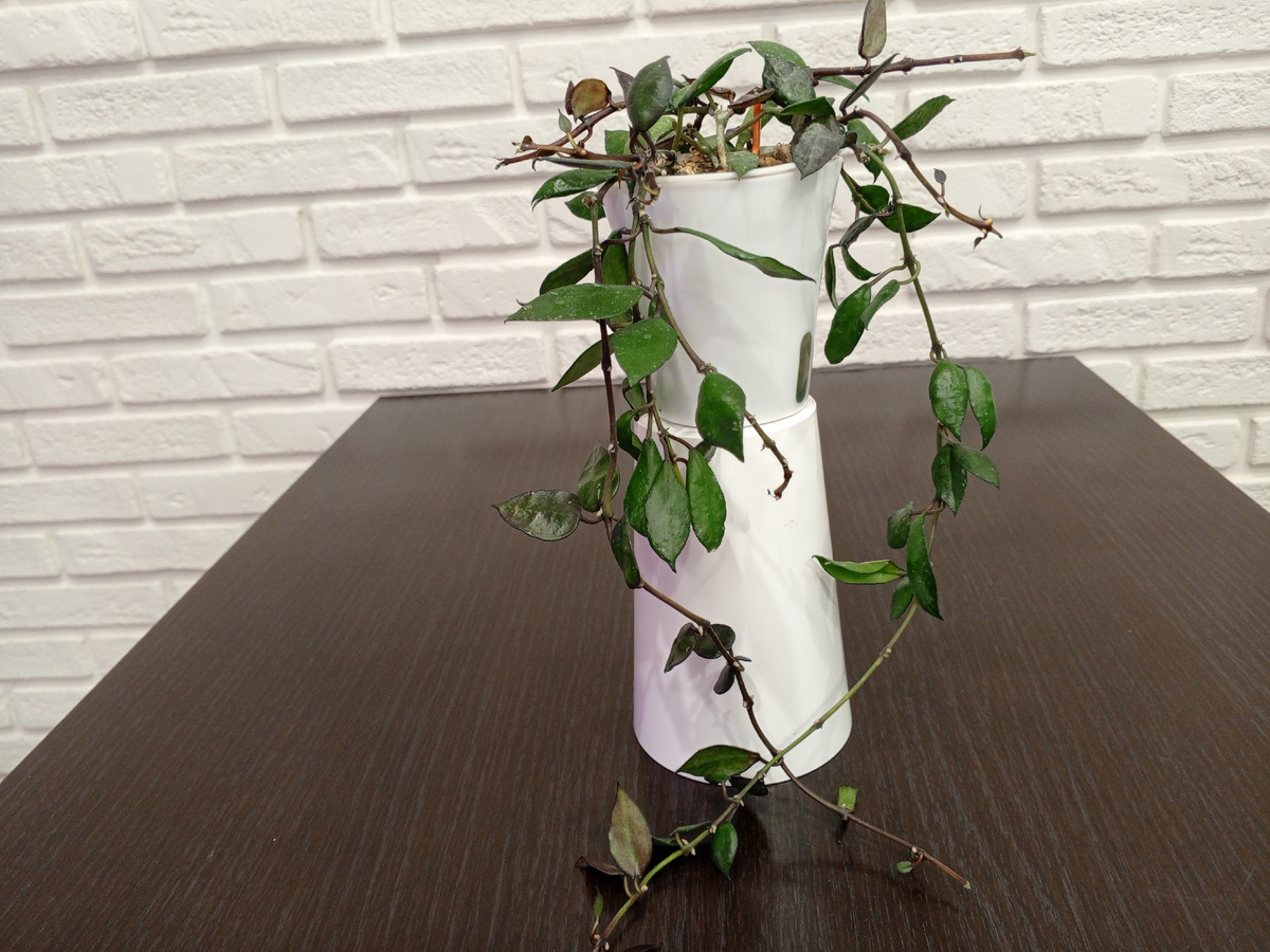 До пересадки