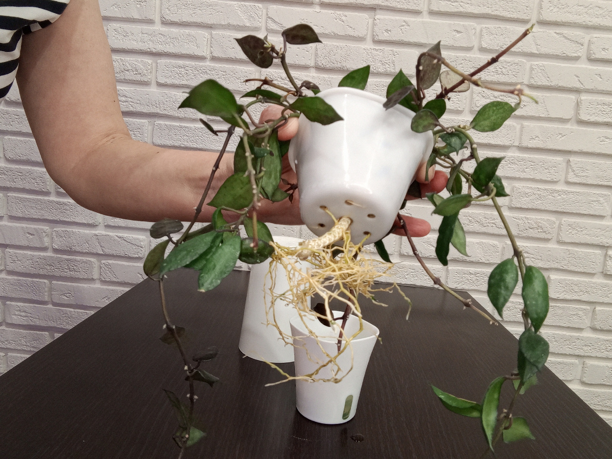 Вот до такие корни у неё сейчас