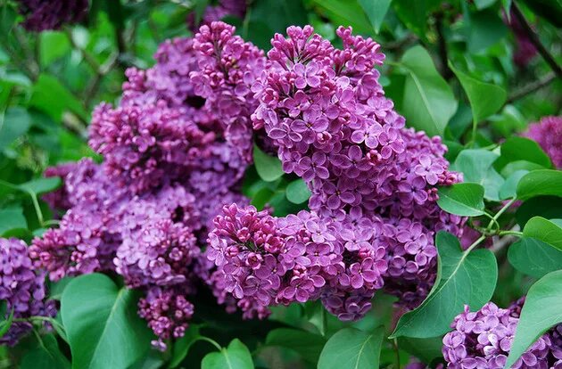 Сирень сорт Маршал Соколовский, в бутонах цвет бордовый, потом, когда распускается - интесивно-фиолетовый, даже ближе к бордовому.