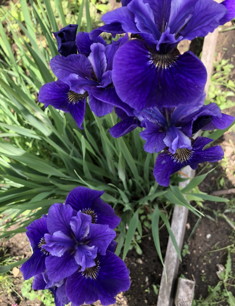 Первый, крупноцветковый