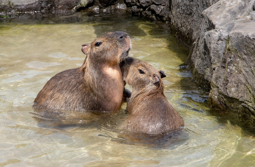    Shutterstock/FOTODOM