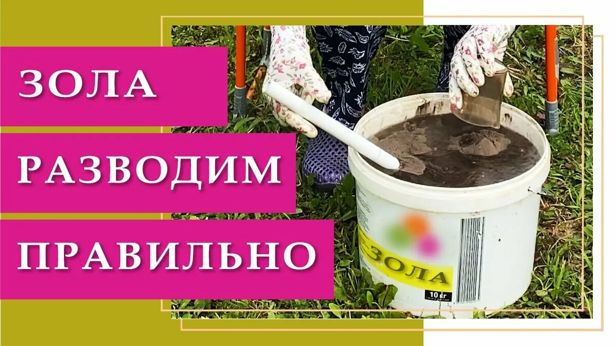 Древесная зола для растений: как приготовить настой и когда поливать