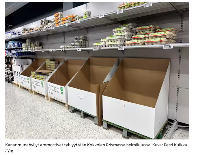 Автор фото: Yle. В феврале 2026 года полки с яйцами зияли пустотой в магазине Prisma в Коккола (перевод с финского).
