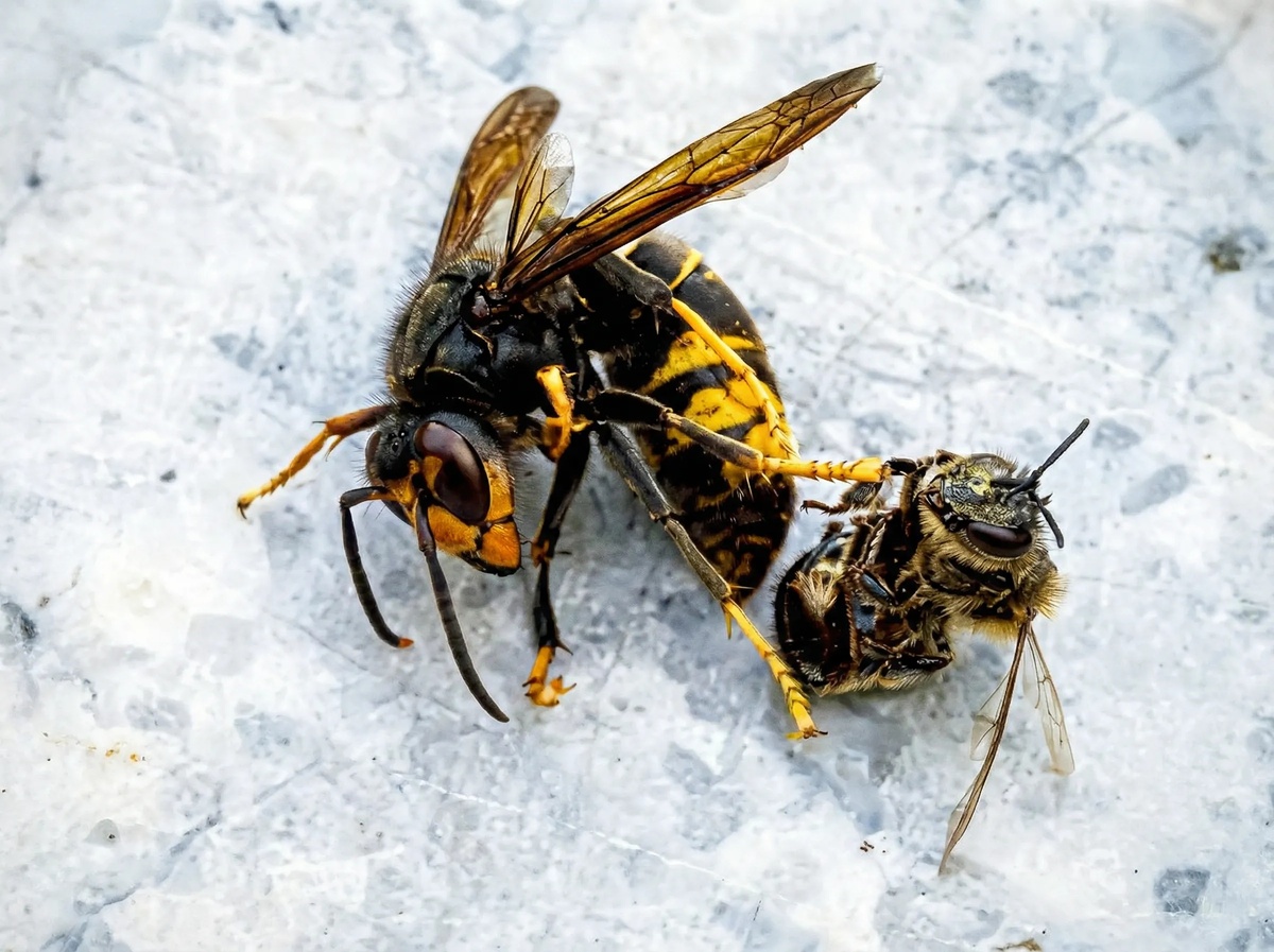 Франция объявляет тотальную войну азиатскому шершню