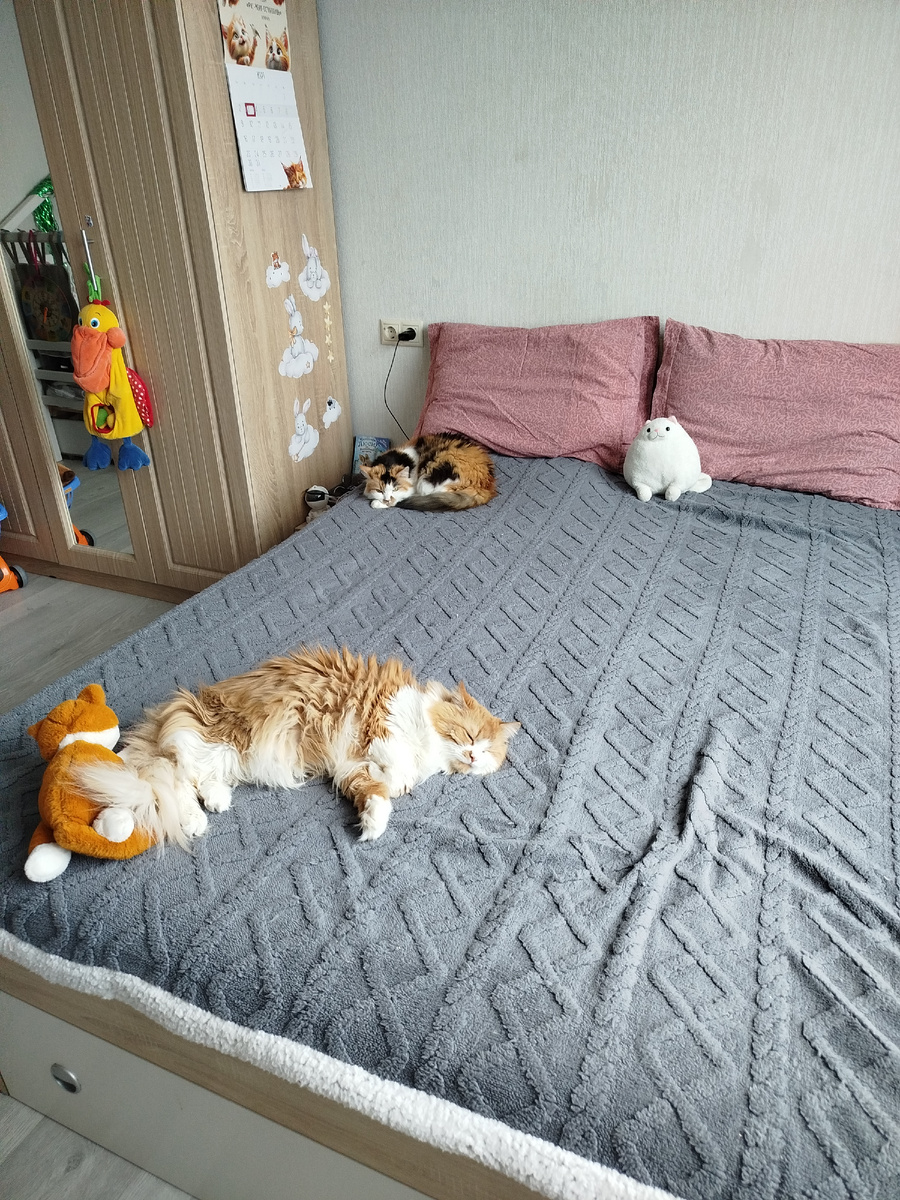 Я работаю чтобы мои котики хорошо ели