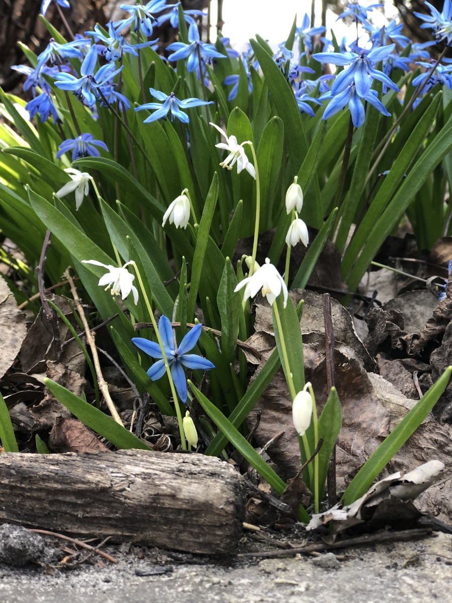 Пролеска сибирская