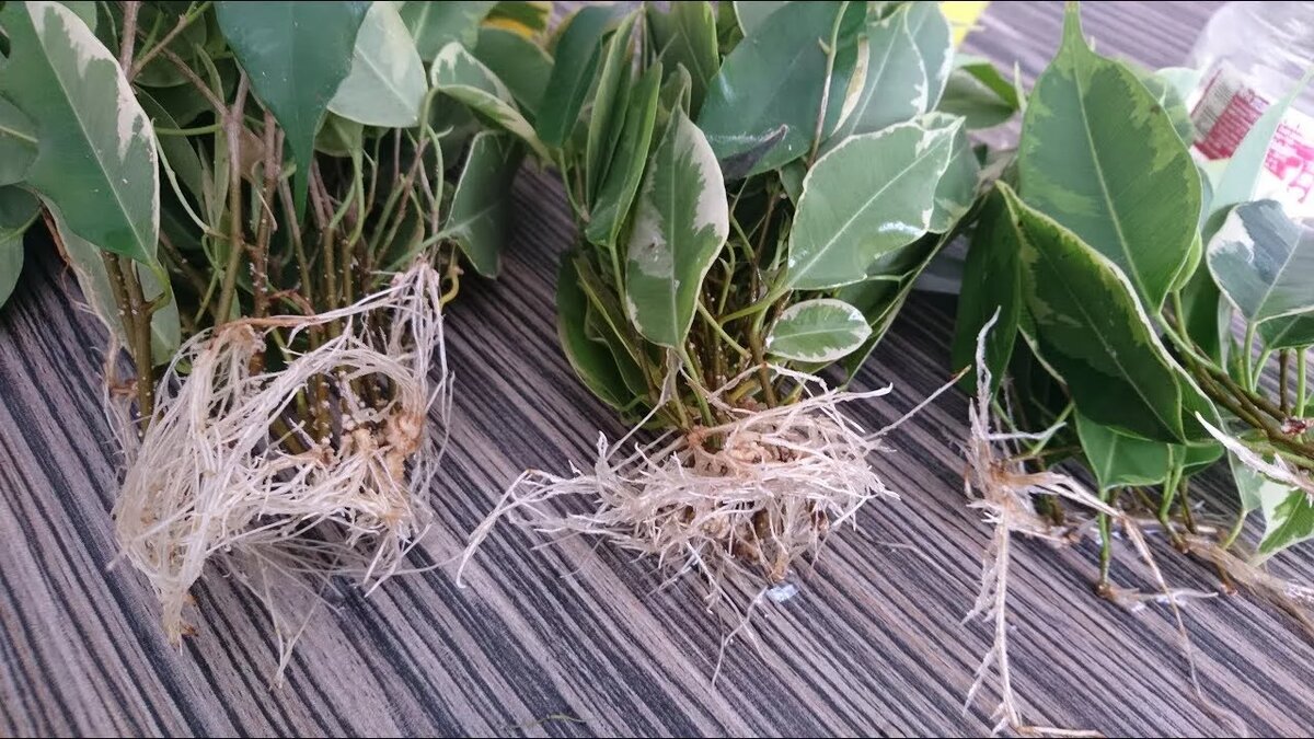 Черенкование фикуса в воде: почему появляются корни и как ускорить процесс