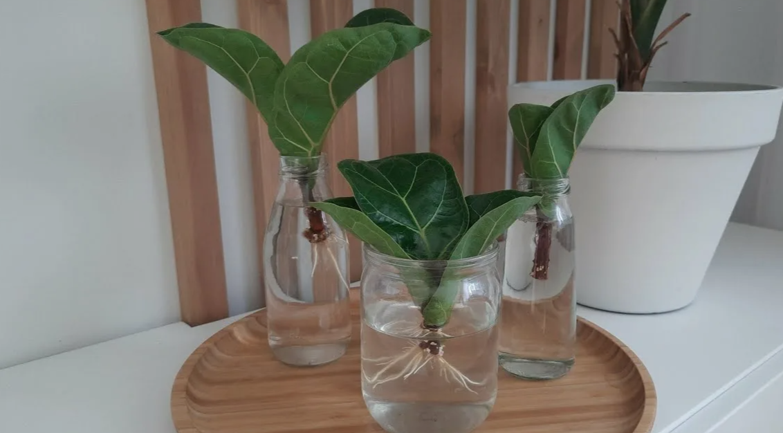 черенки пустили корни