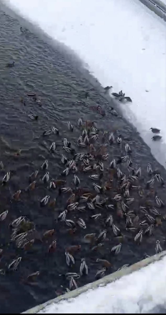 Утки очень рады были булочкам.