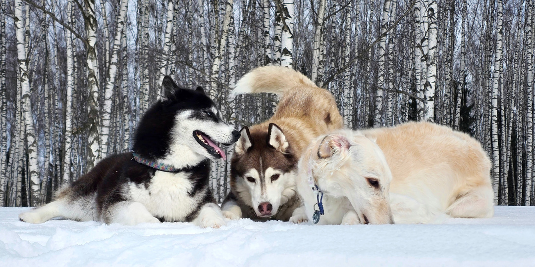 МарьИванна, Машуко и Игоряо: самая странная троица домашних булочек