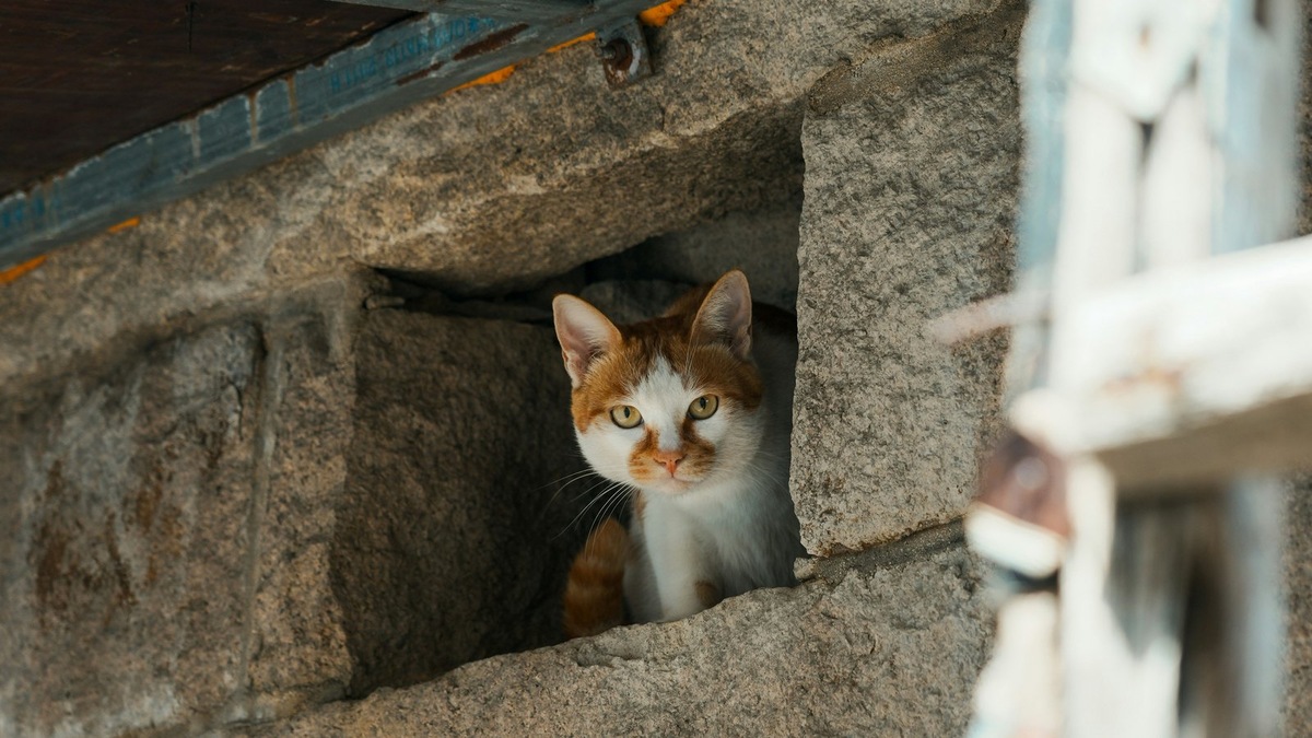    Кошки склонны залезать в труднодоступные места. Фото несет иллюстративный характер