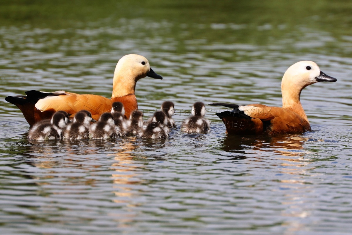 Утки огарь. Фотография из открытых источников Интеренет.