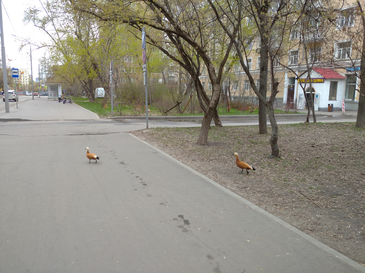 Огари. Москва. Фотография Александра Калько.