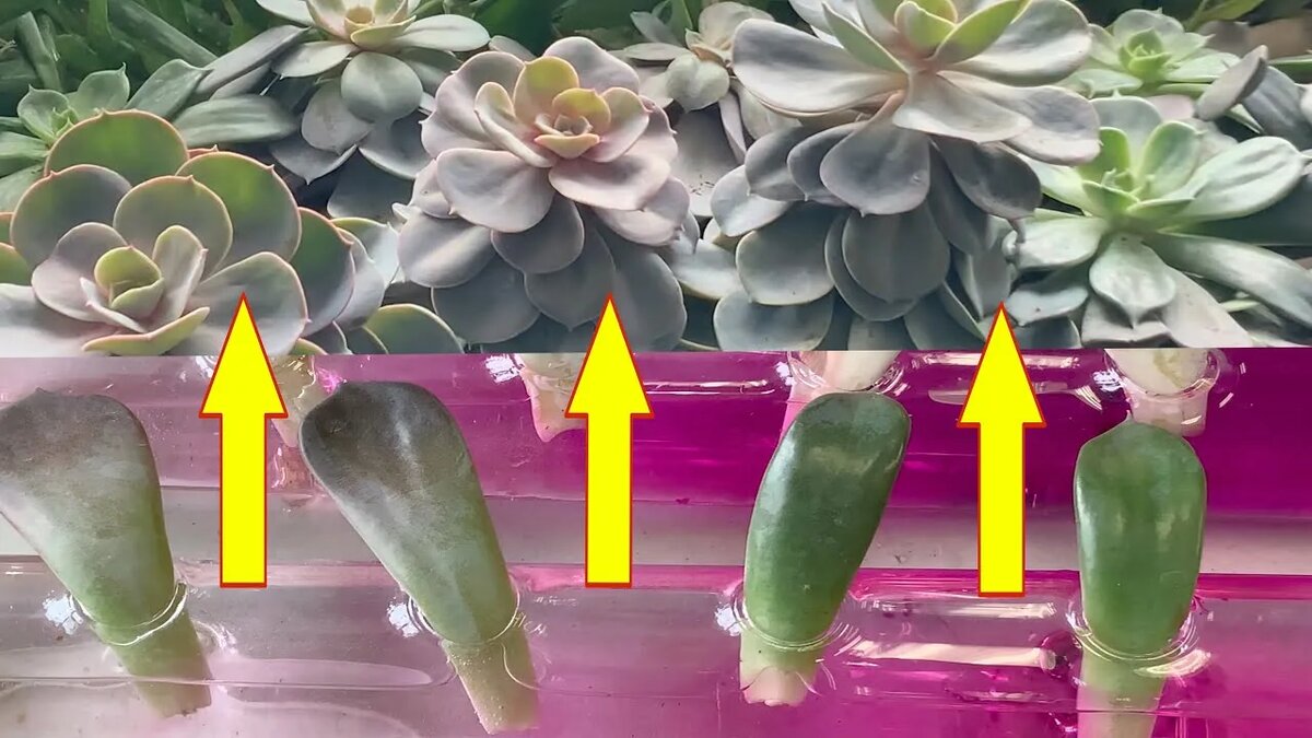 Укоренение суккулентов листом: частые ошибки и секреты успеха