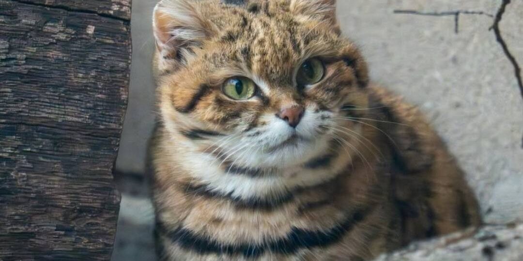 Ная — черноногая кошка