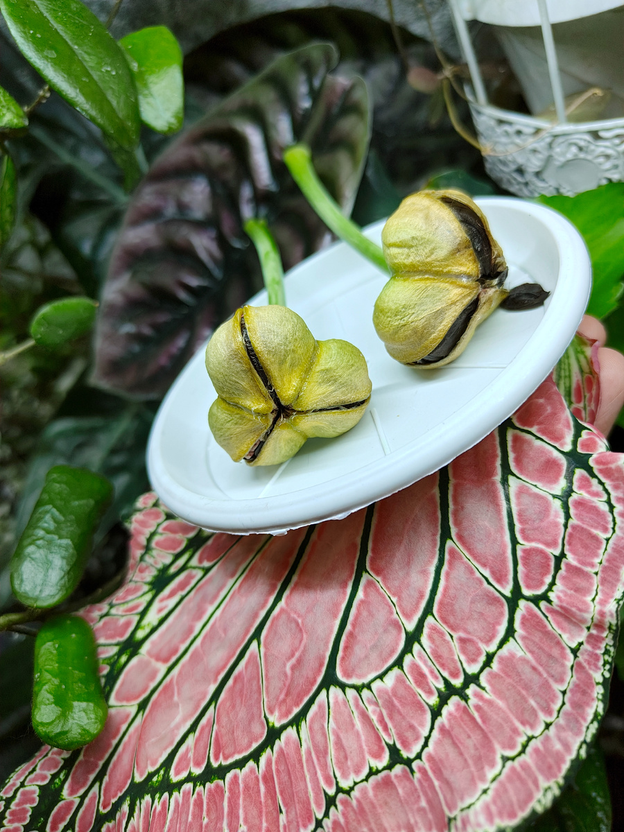 Мой домашний кросс гиппеаструмов Афродита x Лемон Стар