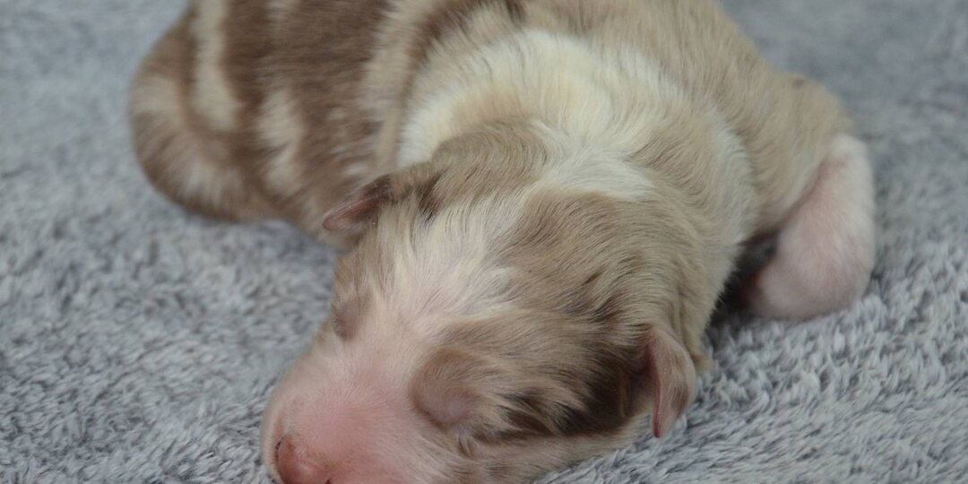 Мраморный мальчик в резерве