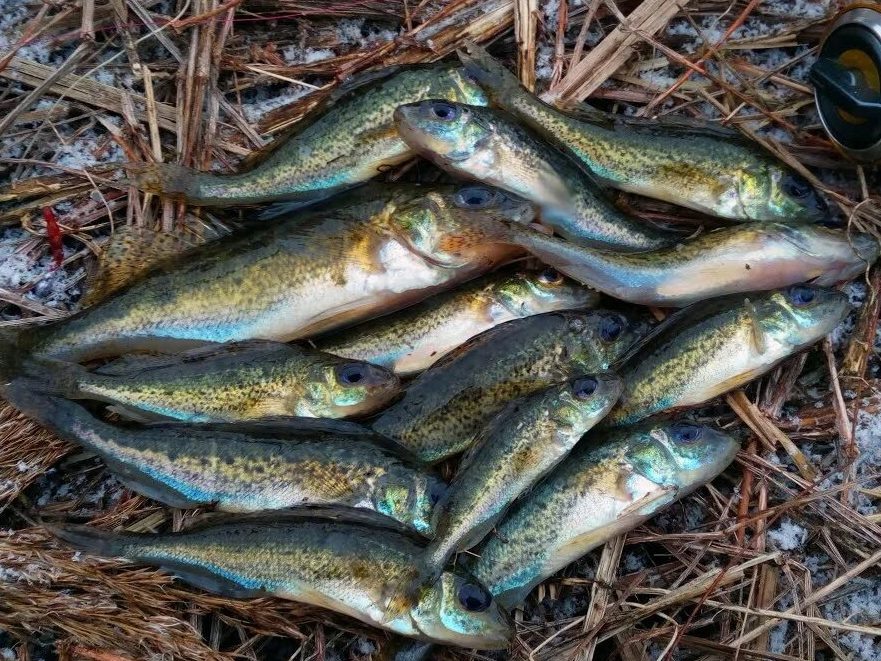 Комендант настоящей ухи - ерш...