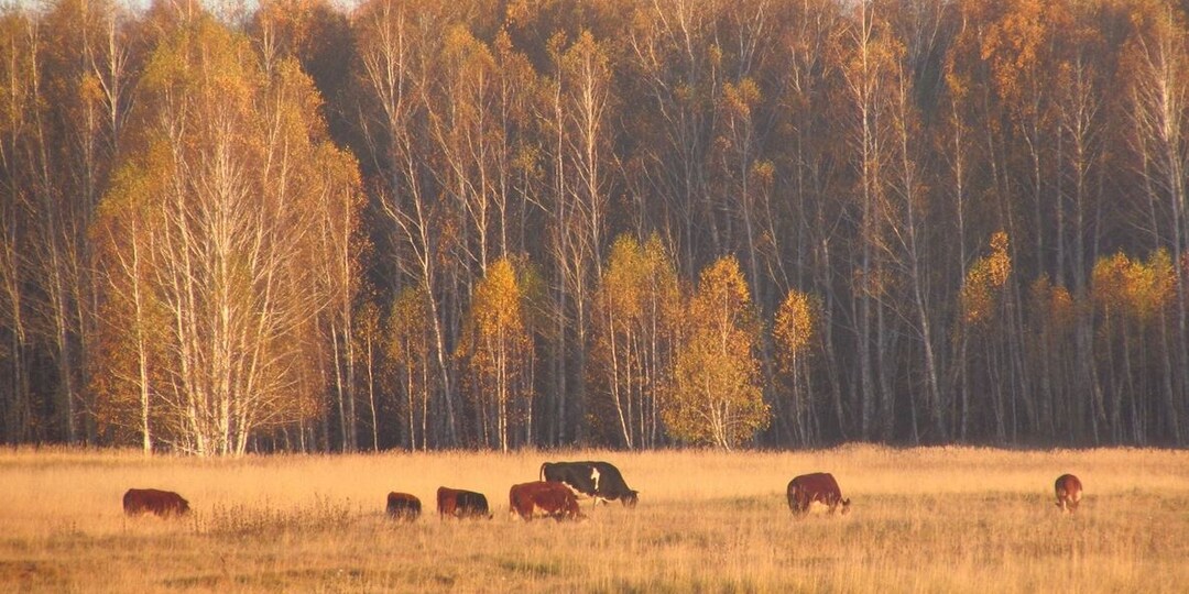 Про ещё одно моё хобби
