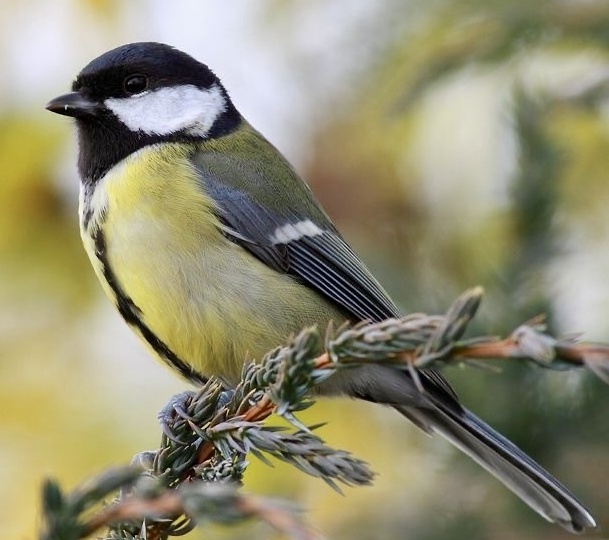 Мелодии леса: тайны 6000 Герц в песне синицы