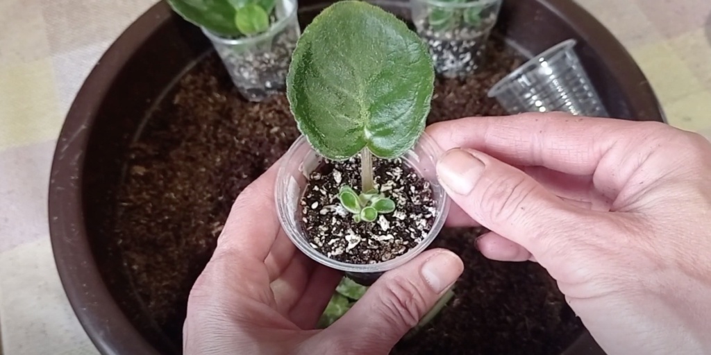 Размножение сенполии (фиалки) листом: сколько ждать появления деток