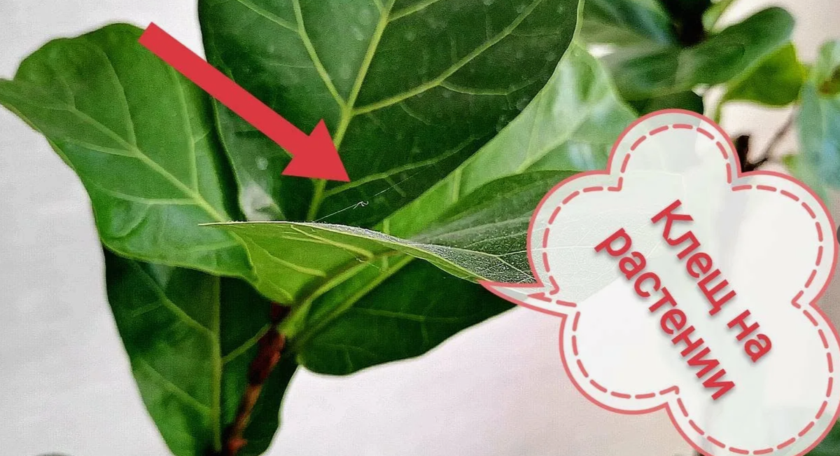 Паутинный клещ на комнатных цветах: как увидеть и чем травить без химии