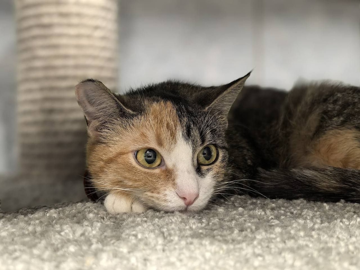 Ай красотка...