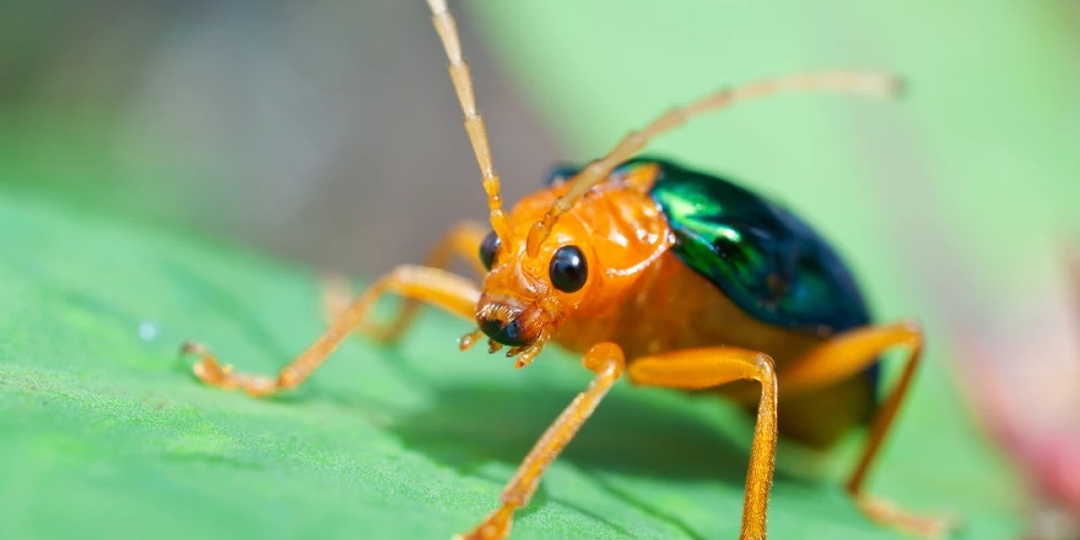Почему жук-бомбардир не стал крупнее со временем? Эволюционные секреты химического воина