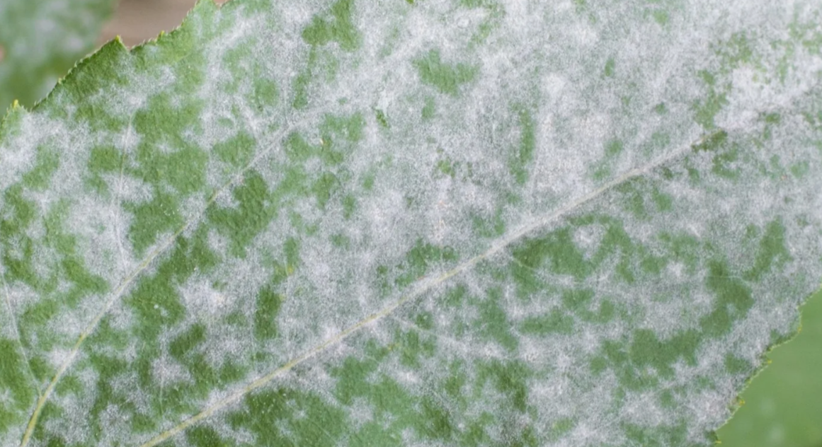 Мучнистая роса на розах: первые признаки и схема лечения в марте