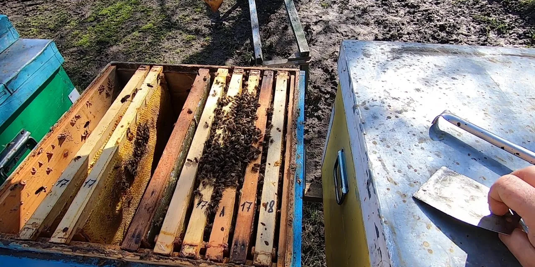 Не лезь куда не надо, и когда не надо! Рассказываю, как я провожу первый весенний осмотр после зимовки.