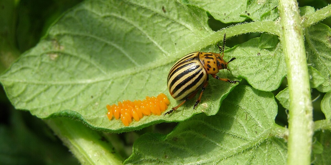 Почему в народе колорадского жука боялись больше, чем вредителей? История страха и пропаганды