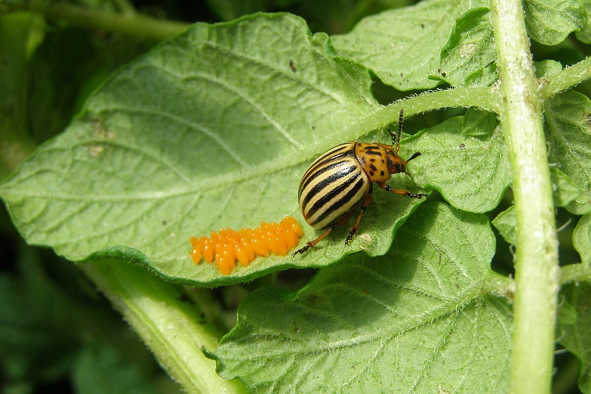 Фото с сайта: https://commons.wikimedia.org/wiki/File:Imago_of_Colorado_potato_beetle_on_leaf_with_eggs.jpg