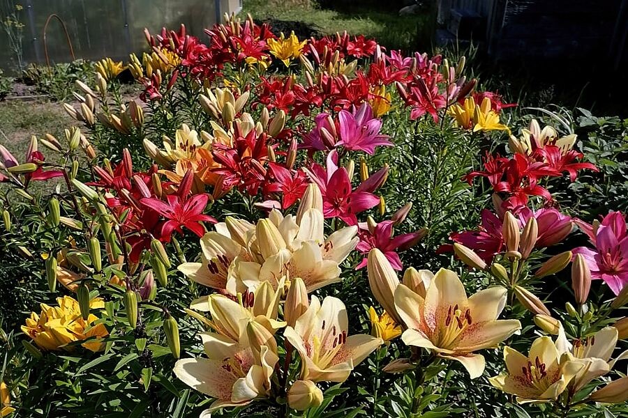 Цветник из лилий (фото автора).