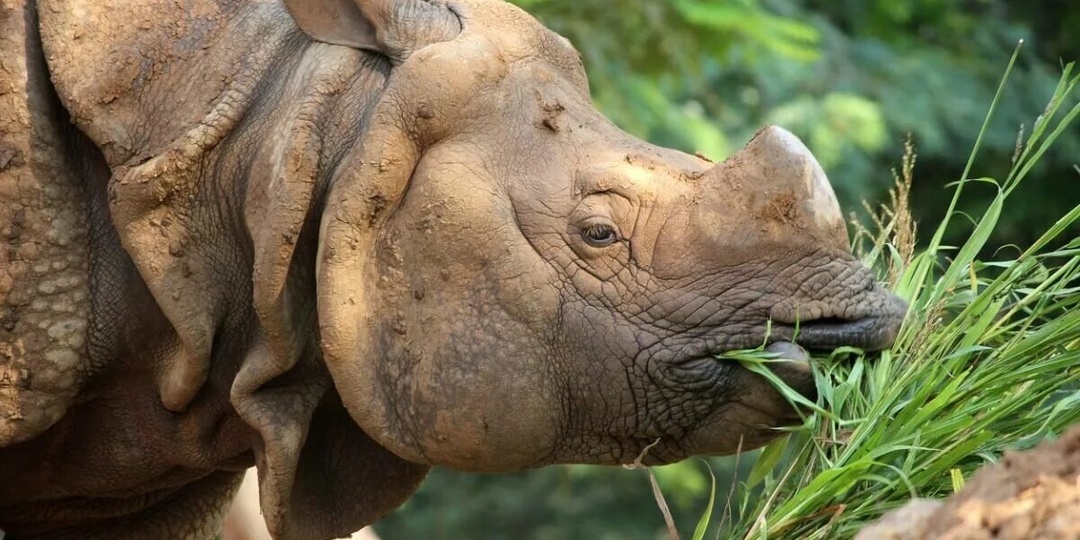 Может ли носорог есть ядовитые растения? Как гигантские травоядные справляются с токсинами
