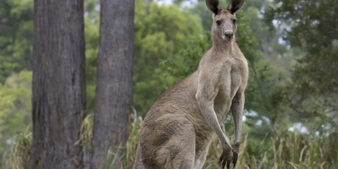Почему кенгуру национальное животное Австралии? История, символизм и культурное значение