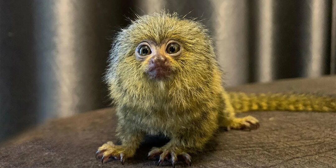 Мармозетка