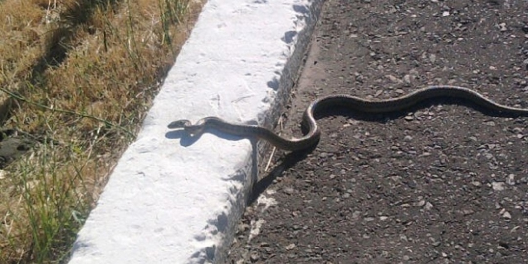 Почему змеи возвращаются в одни и те же места? Тайны пространственной памяти и поведения рептилий