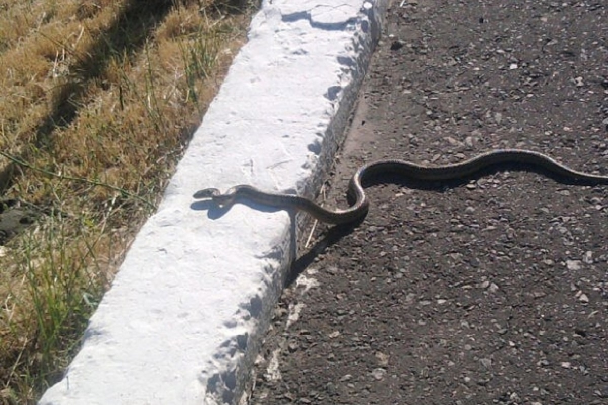 Фото с сайта: https://vlg-media.ru/2023/04/07/v-volgogradskoj-oblasti-zafiksirovali-rezkoe-uvelichenie-kolichestva-zmej/?amp=1