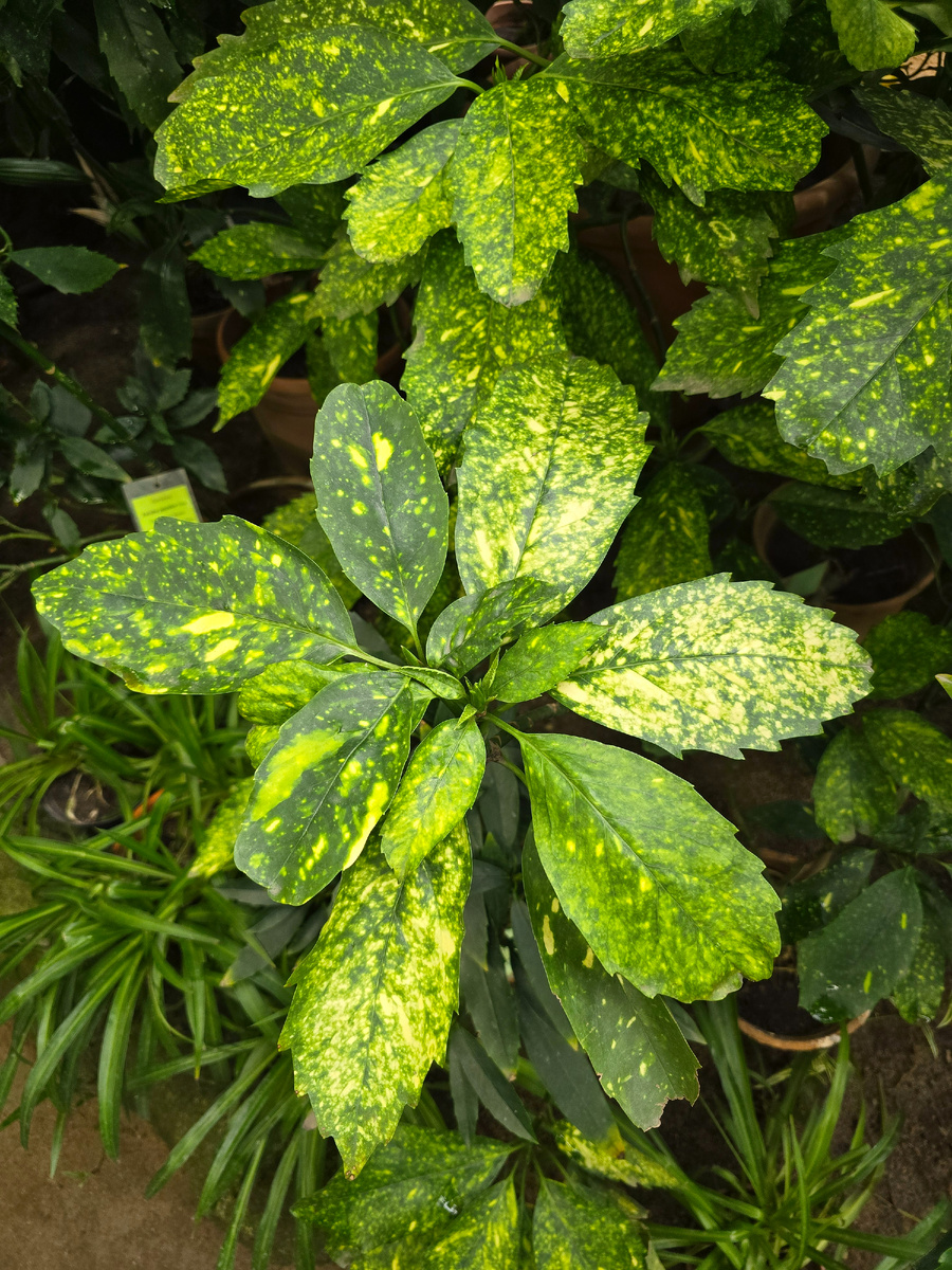 Аукуба японская (лат. Aucuba japonica). Все виды аукубы принадлежат к ядовитым, хотя и не смертельно опасным растениям.
