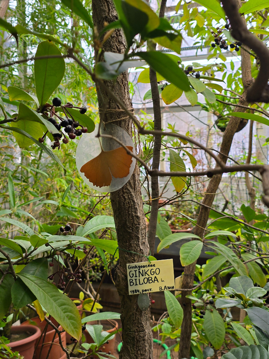 Гинкго двулопастный (лат. Ginkgo biloba). Может жить более 1000 лет, известны экземпляры возрастом 2000-3500 лет.