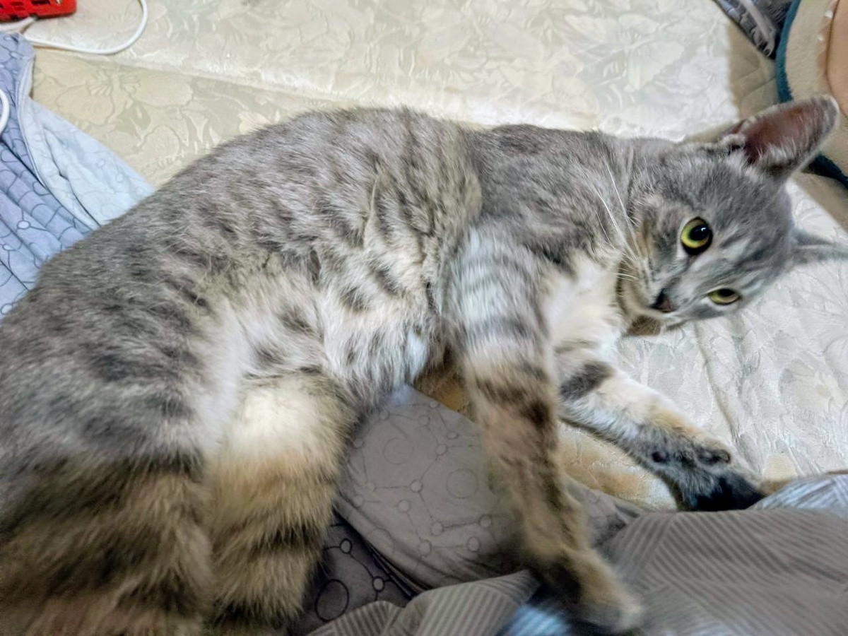 Лунтик в новом доме