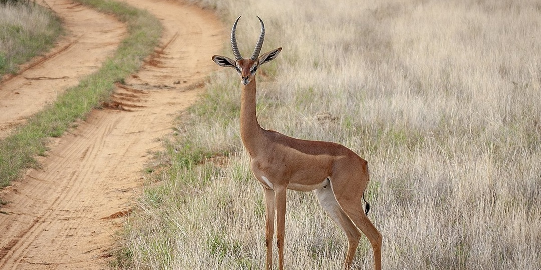 Почему антилопы не спотыкаются на неровной поверхности? Секреты биомеханики и эволюции