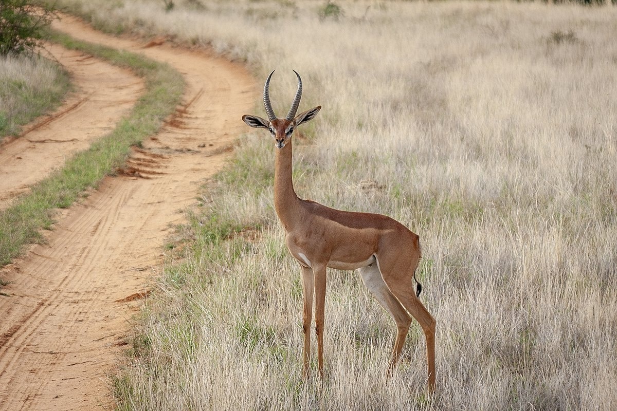 Фото с сайта: https://pofoto.club/23300-indijskaja-antilopa-69-foto.html