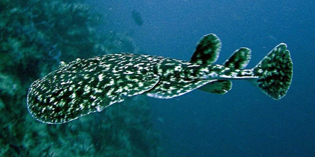 Используют ли скаты электричество для общения? Правда о биоэлектрической коммуникации в океане