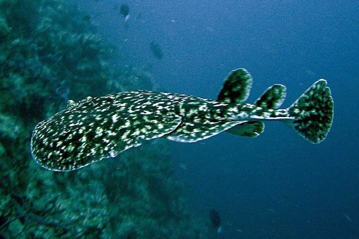 Фото с сайта: https://www.projetecolo.com/poissons-electriques-caracteristiques-et-especes-806.html