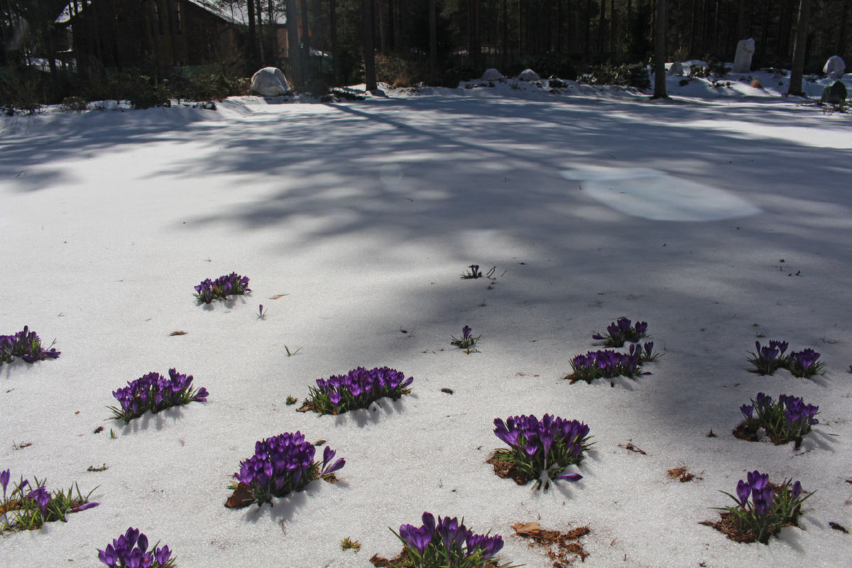 Например, крокус. Наш сад в апреле