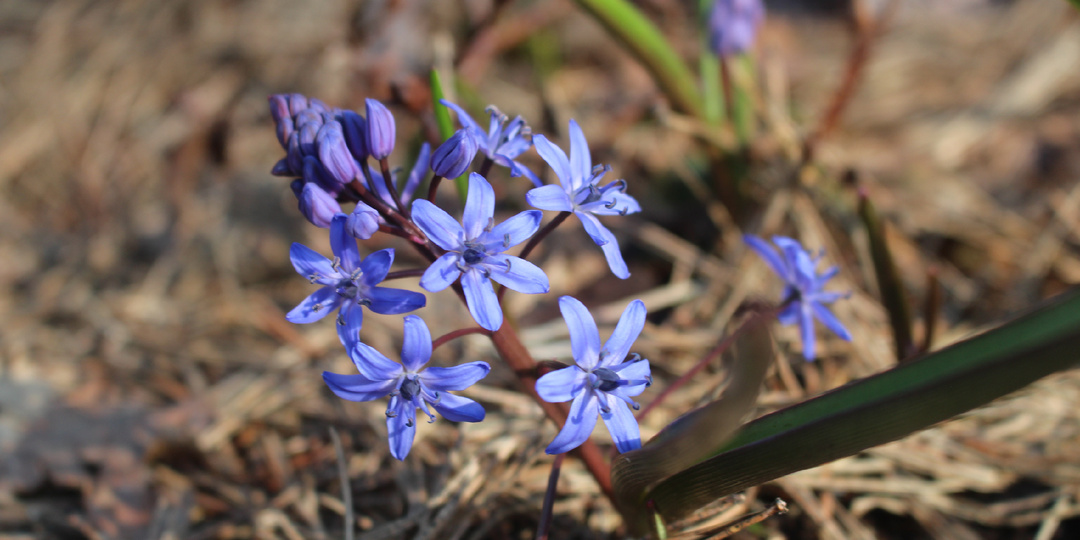 Предварительные результаты анкетирования по срокам цветения первоцветов